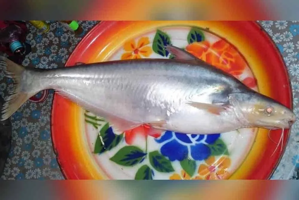 Ikan patin muncung diperlukan untuk penghasilan benih baharu. FB: Fairul Amir