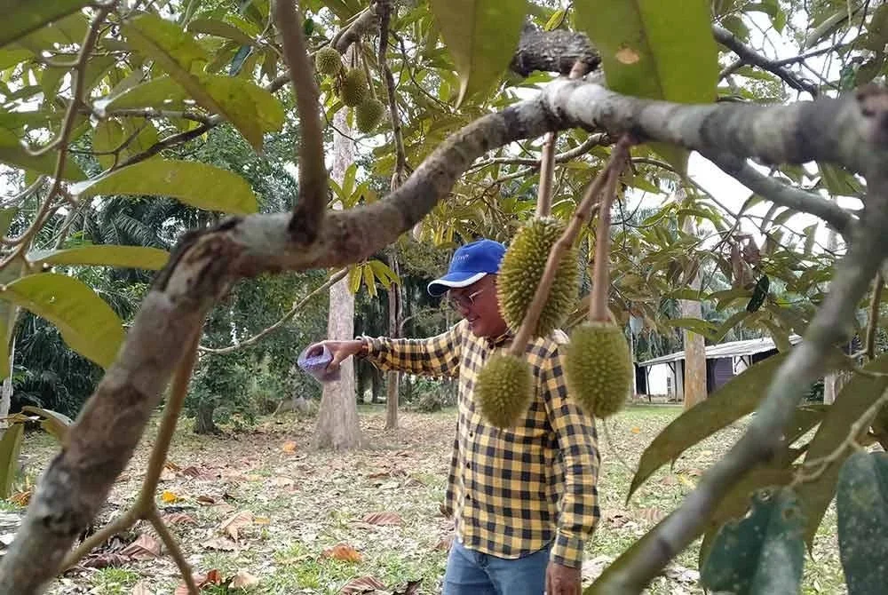 Penjagaan pokok durian dilakukan dengan baik bagi memastikan kualiti buah tidak terjejas.