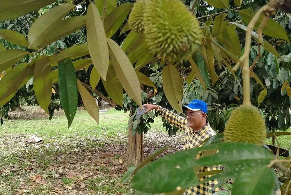 Nordin menabur baja buah bagi memastikan durian dalam keadaan baik sebelum gugur.
