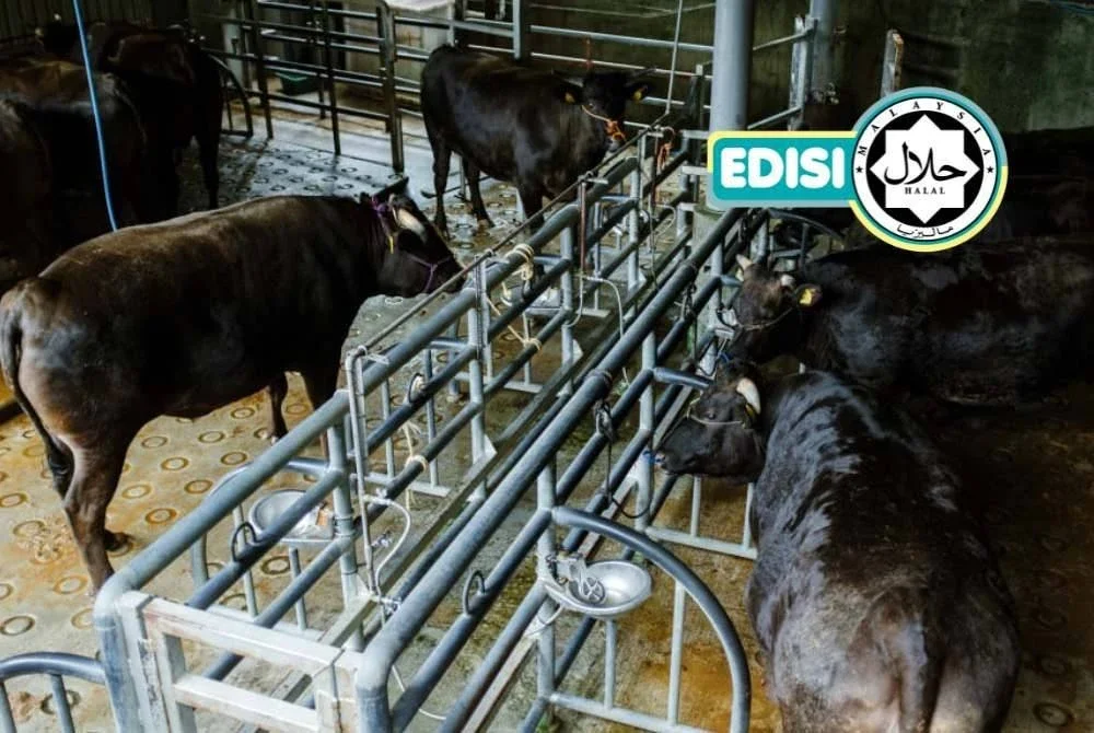 PROSES penyembelihan lembu di Sanda Meat Centre dilakukan dengan teliti memenuhi standard halal. Foto SANDA MEAT CENTRE