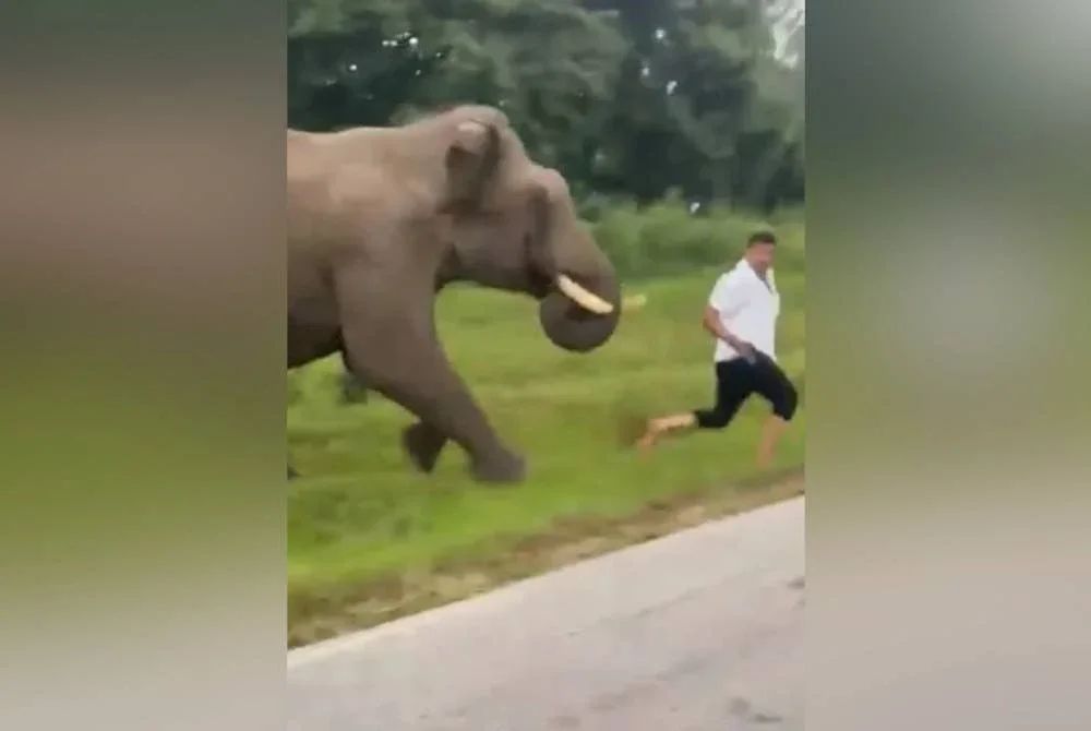 Mangsa cuba melarikan diri sebelum dipijak oleh haiwan liar itu. Agensi