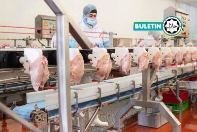 PENSIJILAN halal hanya akan diberikan kepada loji sembelihan luar negara yang memenuhi tiga dokumen penting iaitu Standard Malaysia bagi operasi halal, Protokol Malaysia bagi pengeluaran daging dan unggas halal serta Protokol Import yang dikeluarkan oleh Jabatan Perkhidmatan Veterinar. -Foto: CANVA