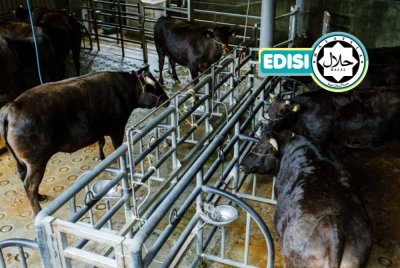 PROSES penyembelihan lembu di Sanda Meat Centre dilakukan dengan teliti memenuhi standard halal. Foto SANDA MEAT CENTRE