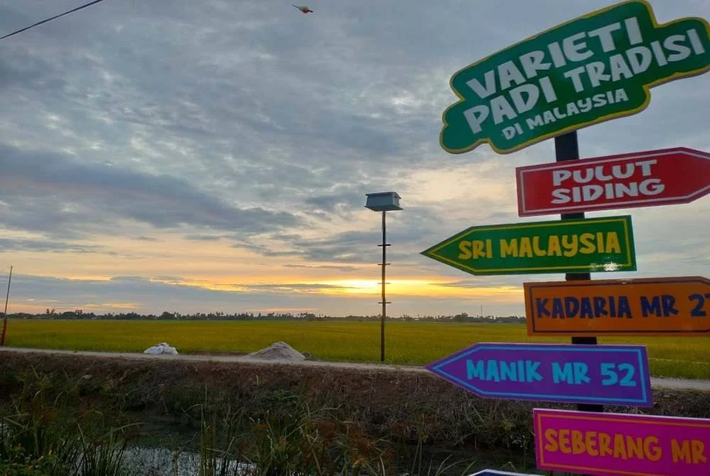 Tanaman padi diusahakan sejak enam tahun lalu sebelum dibangunkan sebagai agropelancongan pada awal tahun ini