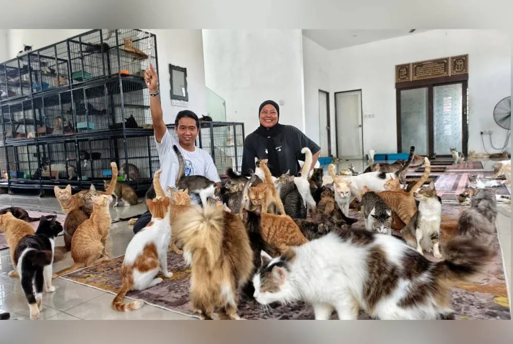 Ernani (kanan) dan Nor Izwan tidak pernah jemu melayan 'anak-anak' mereka. Pasangan suami isteri ini sanggup menyewa dua rumah khas untuk menjaga lebih 300 kucing jalanan.
