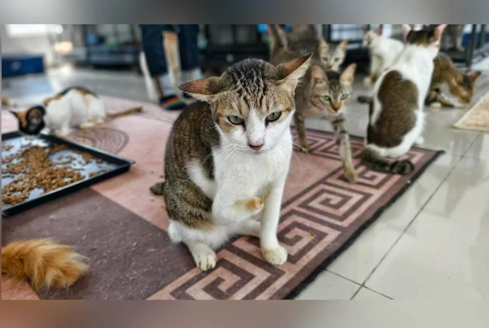 Seekor kucing yang kakinya patah telah diselamatkan.