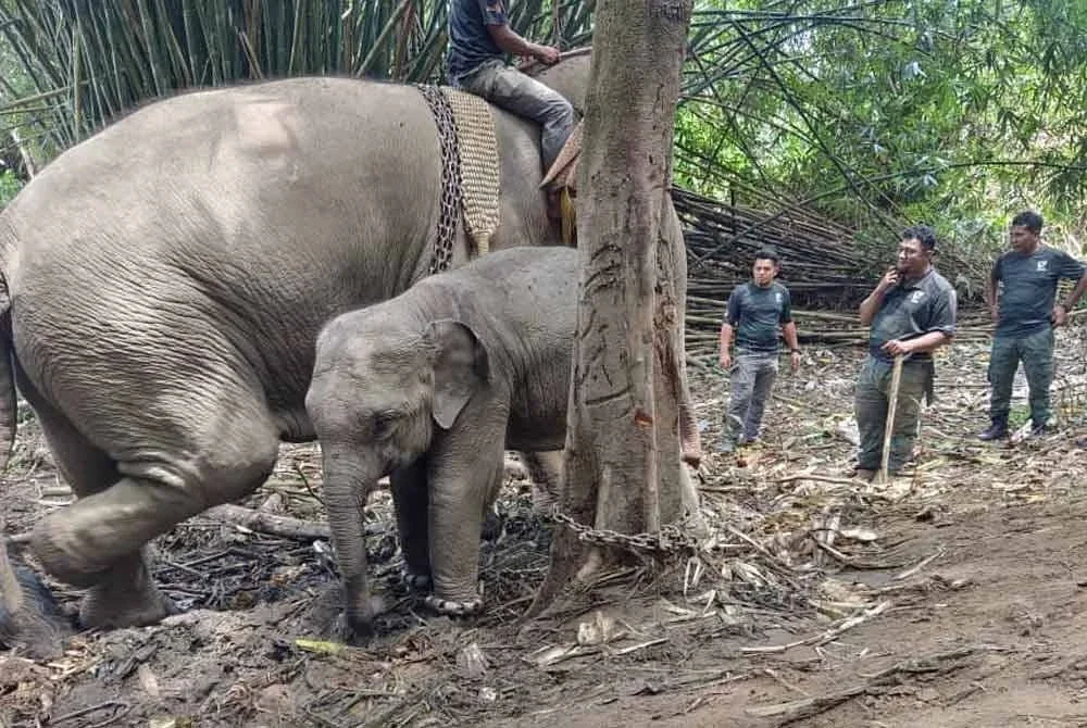 Yong Tanjung dan Yop Adik antara tiga gajah yang dipindahkan dalam operasi di Tanjung Rimbun, Gerik pada Ahad.