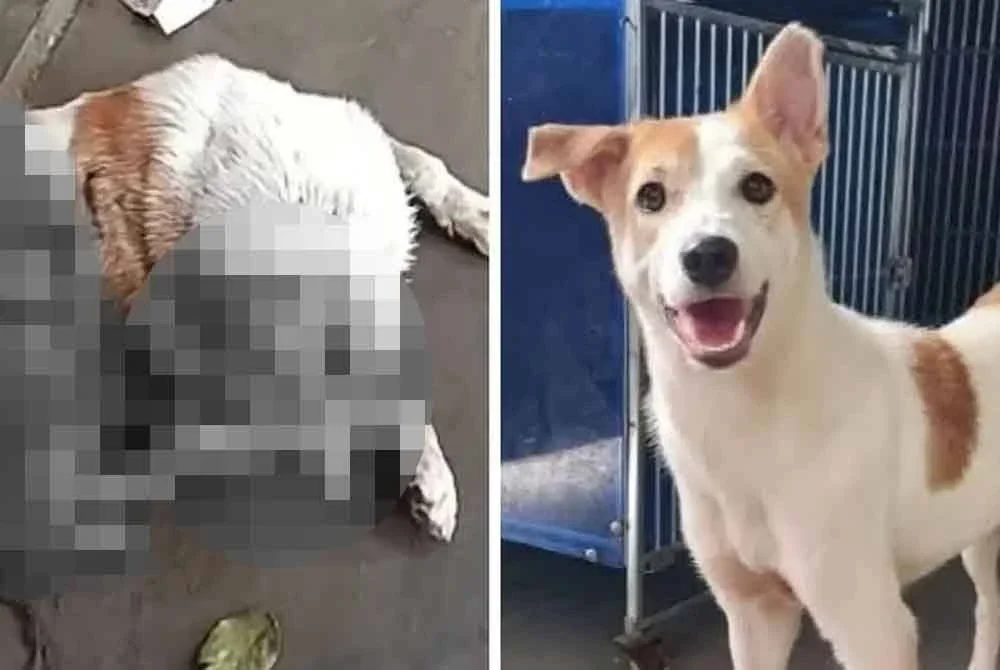 Polis memohon orang awam membantu siasatan kejadian seekor anjing disiat kulit pada badan dan kepala hidup-hidup di kawasan perindustrian Krubong di sini, yang turut tular di media sosial.