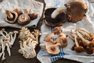 Setengah cendawan di hutan adalah beracun dan boleh mendatangkan mudarat kepada manusia. - Agensi