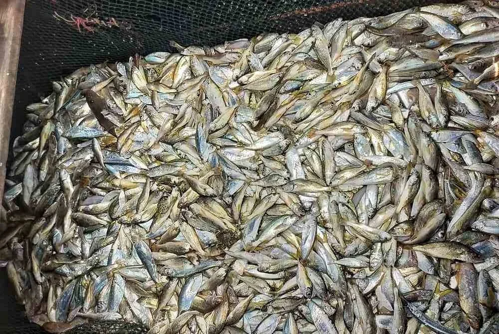 Hasil laut anggaran lebih kurang 150 kilogram telah dirampas susulan penahanan sebuah vesel nelayan tempatan disyaki melanggar syarat sah lesen di perairan negeri ini. Foto: Maritim Pahang.