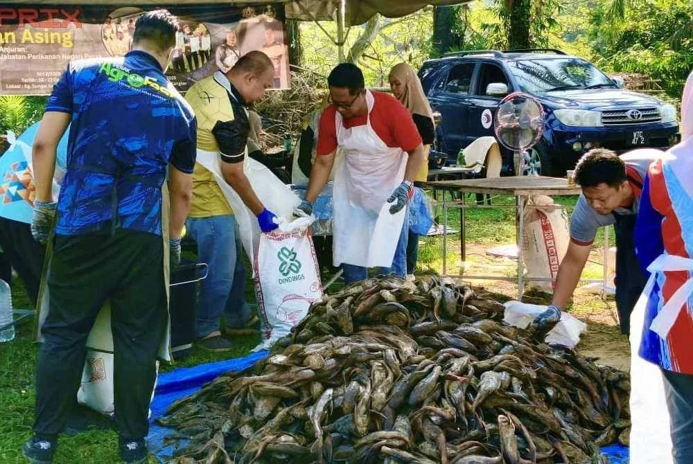 Program Grand Prix Memburu Ikan Asing Siri 2 Perak 2025 yang disertai 53 peserta berjaya menaikkan hampir 4,000 ekor ikan asing dari Sungai Galah, Kampung Gajah, pada Ahad lalu. Foto: Jabatan Perikanan Perak