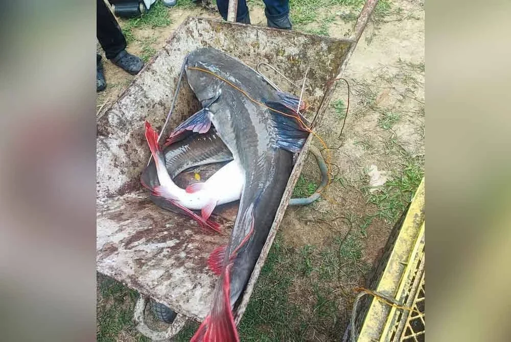 Antara spesies ikan asing berjaya didaratkan dari Sungai Galah sempena program Grand Prix Memburu Ikan Asing Siri 2 Perak 2025 pada Ahad.