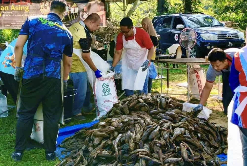 Spesies ikan bandaraya paling banyak didaratkan ketika Grand Prix Memburu Ikan Asing Siri 2 Perak 2025 pada Ahad.