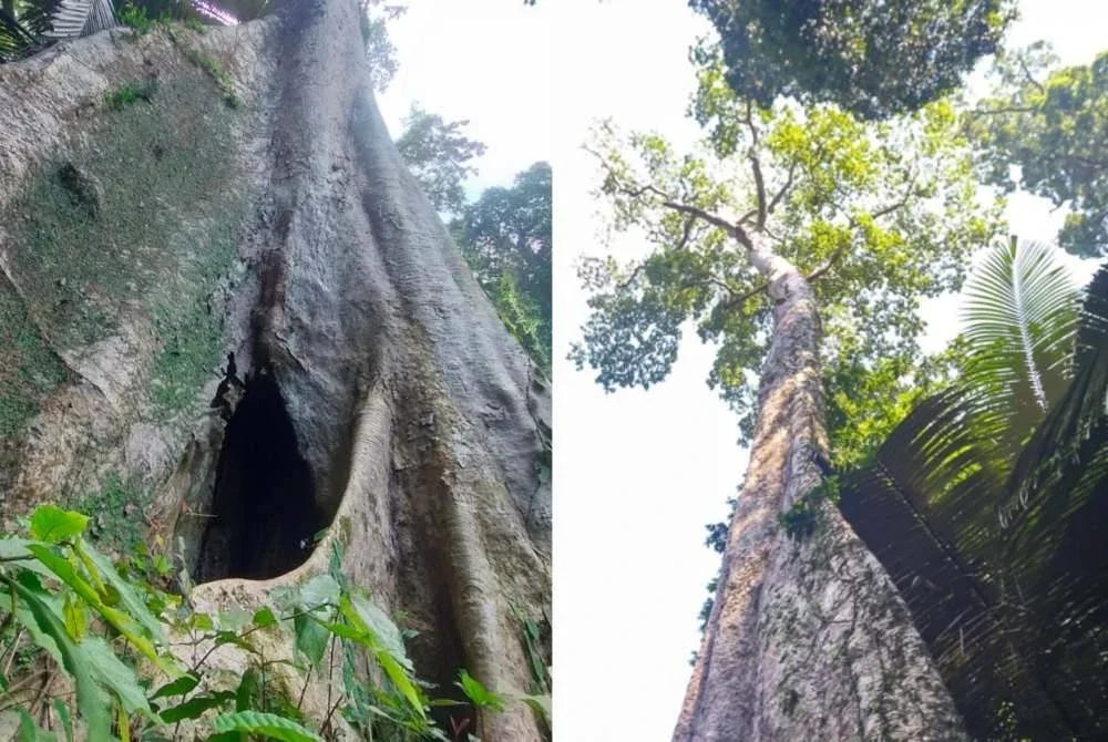 Pokok mengkundor yang dipercayai berusia 100 tahun di Gunung Jerai.