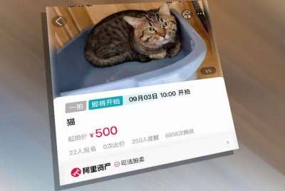 Seekor kucing baka Dragon Li berusia tiga tahun bakal dilelong oleh Mahkamah Yangzhou, Wilayah Jiangsu pada 3 September depan. Foto Agensi