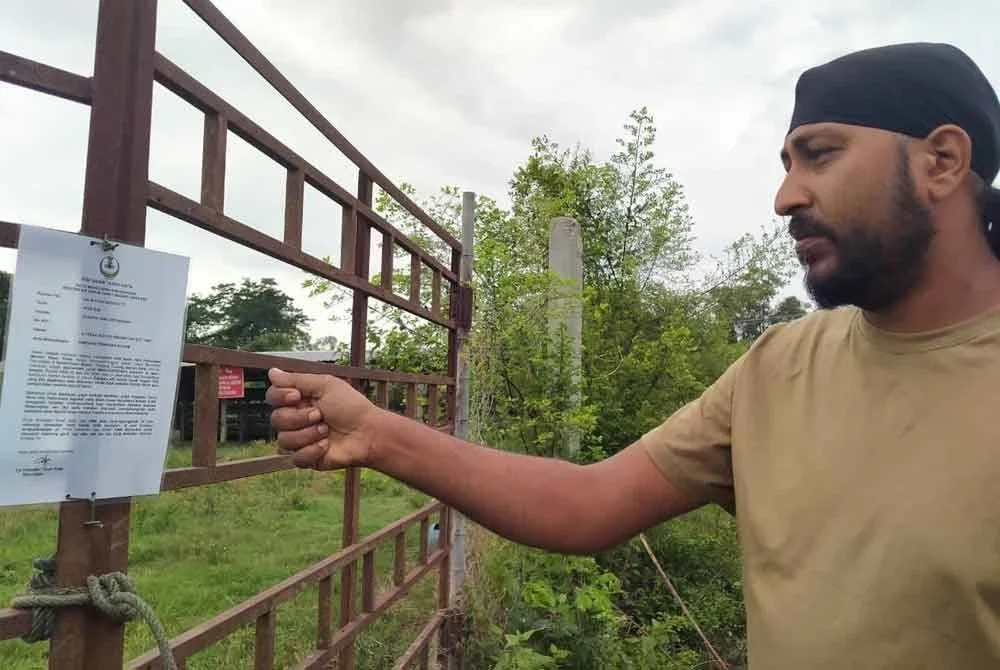 Nashender Singh melihat notis pengosongan tanah yang diletakkan di pagar kandang kerbaunya.