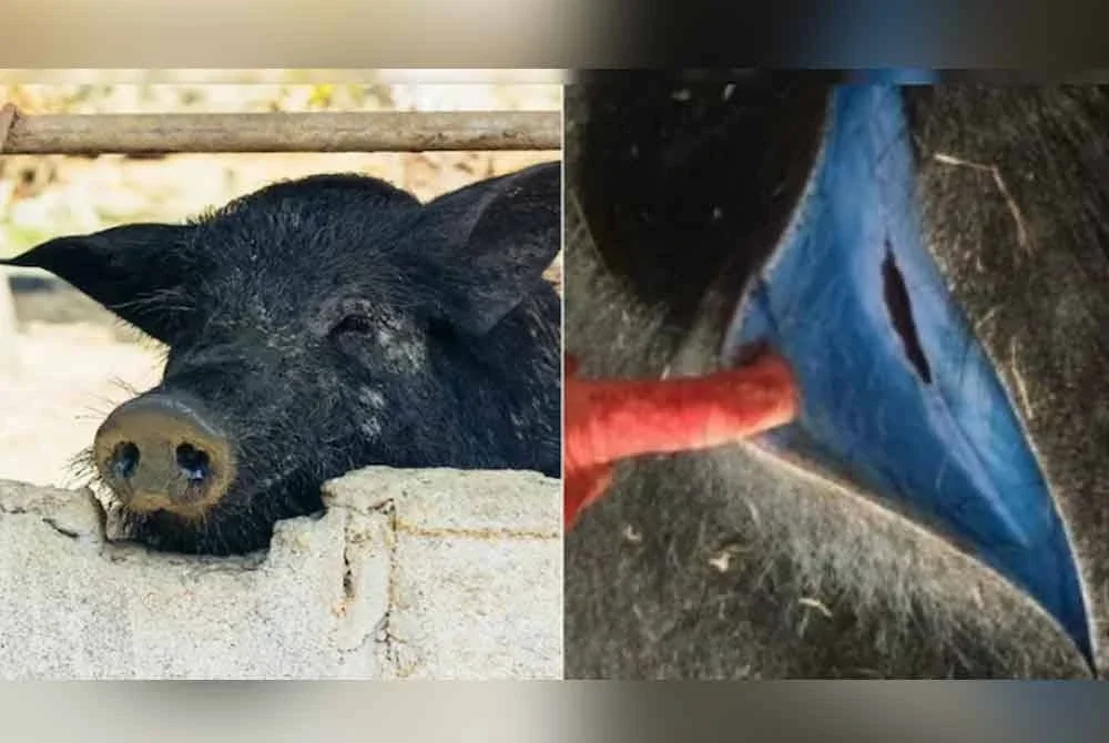 Fenomena pelik mengejutkan penduduk apabila daging babi hutan dilaporkan bertukar biru.