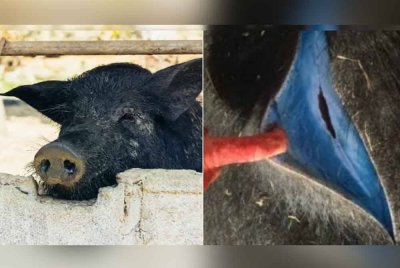 Fenomena pelik mengejutkan penduduk apabila daging babi hutan dilaporkan bertukar biru.