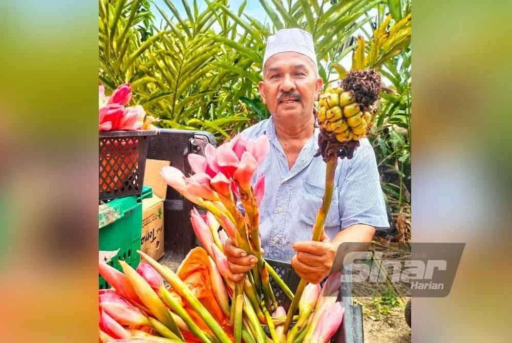 Bunga kantan yang memberikan pendapatan tambahan lumayan buat Marizie. Foto Sinar Harian
