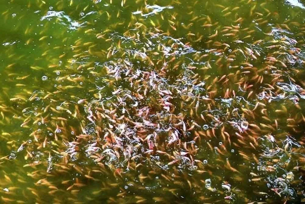 Kini, muncul pula cadangan komersialkan ikan baung ekor merah. Gambar hiasan.