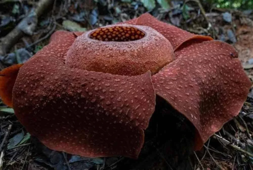 Cadangan menukar nama bunga Rafflesia perlu mengambil kira pelbagai perspektif termasuk sejarah, budaya dan saintifik.