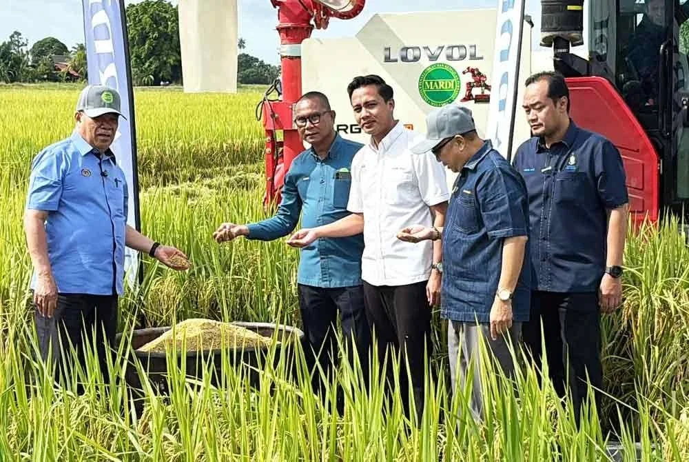 Varieti MR 333 ditanam menggunakan kaedah mencedung dengan mesin jentanam bagi memastikan keberkesanan dan hasil optimum.