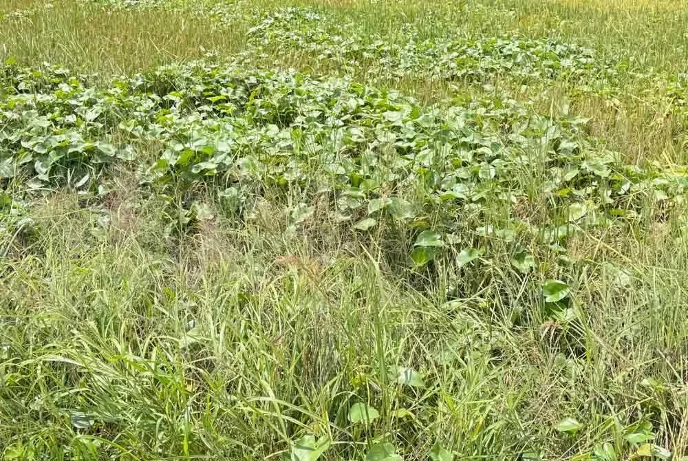 Keladi agas yang tumbuh di celah-celah padi dengan daun besar dan tebal sehingga menutup pertumbuhan padi dalam tempoh singkat menjadi ancaman serius kepada pengeluaran padi negara.