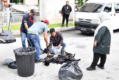 Sebanyak 3,072 ekor burung gagak berjaya ditembak dalam Operasi Menembak Gagak MBSJ 2025