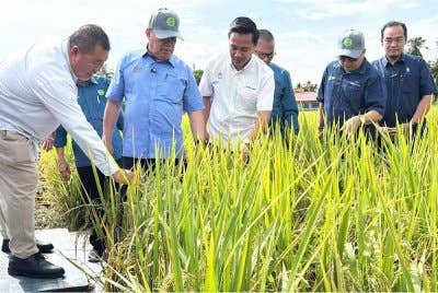 Mohamad (dua dari kiri) melihat varieti padi baharu MR333 yang diberi nama Menora pada Majlis Pengisytiharan Varieti Padi Baharu MARDI, MR 333 di Kampung Lahar Minyak.