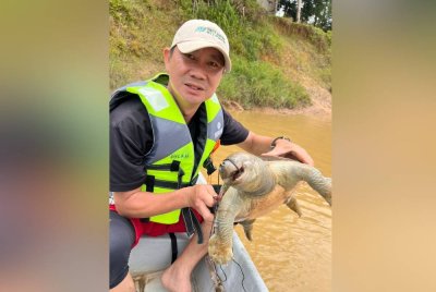 Bangkai tuntung sungai yang mati selepas tersangkut pada rawai ditemui terapung di Sungai Kemaman pada Ahad.
