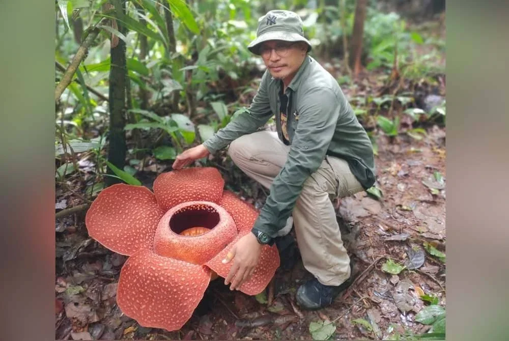 Zulhazman bergambar bersama rafflesia ketika kajian lapangan.