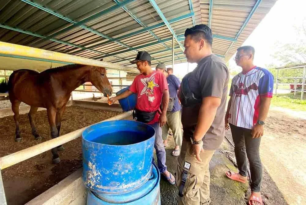 Rosdi (kanan) melihat seekor kuda diberi makan oleh pemiliknya di salah satu kandang yang terdapat di Kelantan.