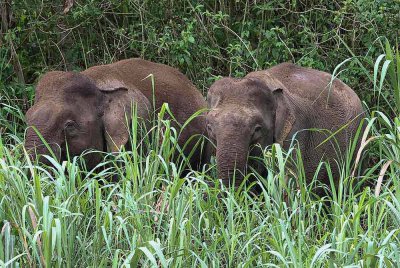 Seorang wanita cedera selepas kereta Toyota Vios dipandunya melanggar seekor gajah yang sedang melintas di Kilometer 12 Jalan Mersing-Endau. Foto hiasan