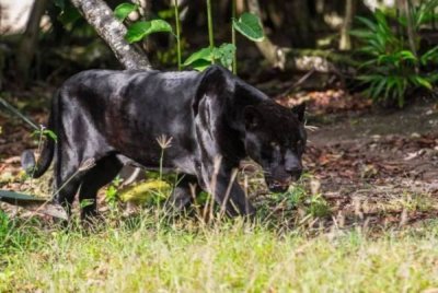 Perhilitan meneruskan pemantauan demi memastikan keselamatan penduduk. Gambar hiasan