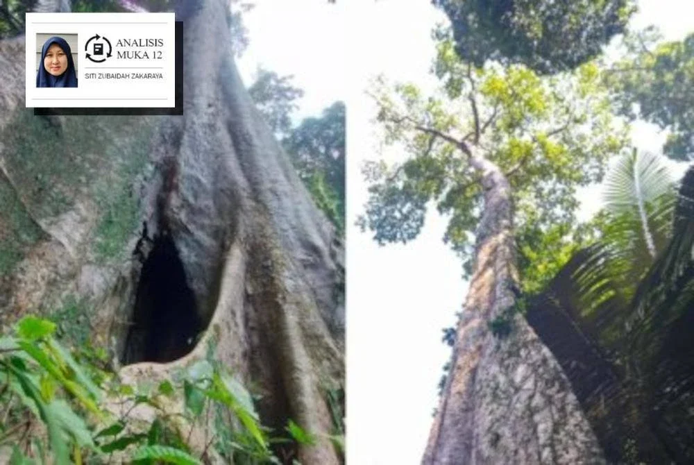 Pokok mengkundor yang dipercayai berusia 100 tahun di Gunung Jerai.