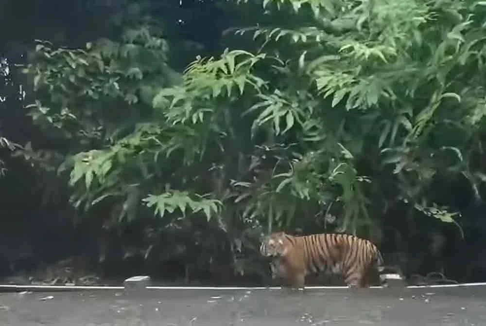 Sebuah keluarga berdepan detik cemas dan tergamam apabila seekor harimau belang muncul di hadapan kereta mereka di Lojing, Gua Musang pada Selasa. Foto: Abdul Hanif Che Ibrahim