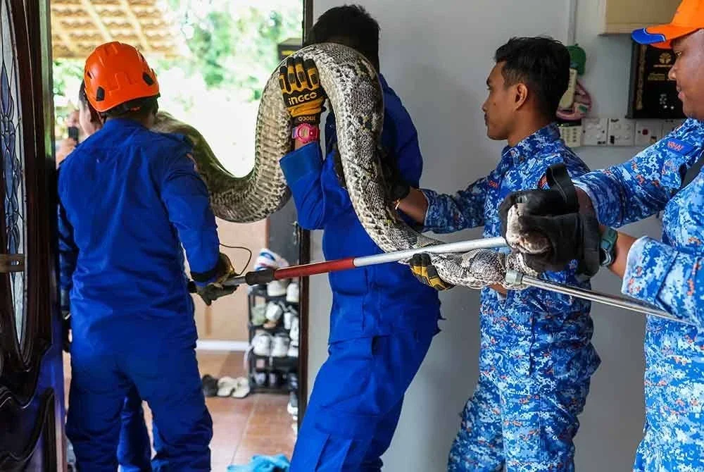 Anggota Angkatan Pertahanan Awam (APM) Pahang menjalankan operasi menangkap seekor ular sawa seberat lebih 80 kilogram (kg) yang terjatuh daripada siling bilik di sebuah rumah di Kampung Kempadang hari ini. Foto Bernama