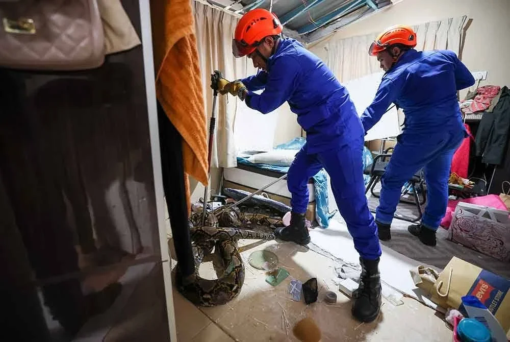 Anggota Angkatan Pertahanan Awam (APM) Pahang menjalankan operasi menangkap seekor ular sawa seberat lebih 80 kilogram (kg) yang terjatuh daripada siling bilik di sebuah rumah di Kampung Kempadang hari ini. Foto Bernama
