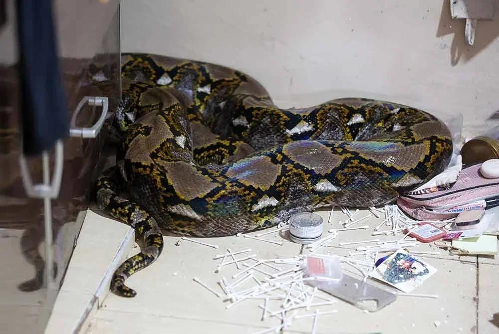 Anggota Angkatan Pertahanan Awam (APM) Pahang menjalankan operasi menangkap seekor ular sawa seberat lebih 80 kilogram (kg) yang terjatuh daripada siling bilik di sebuah rumah di Kampung Kempadang hari ini. Foto Bernama