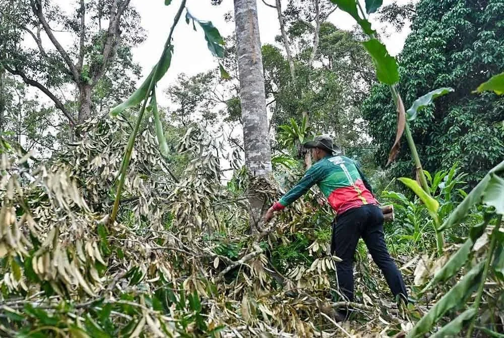 Anggota UPNP bertindak tegas dalam Ops Sekat dengan memusnahkan tanaman durian haram. Foto: Pahang Media