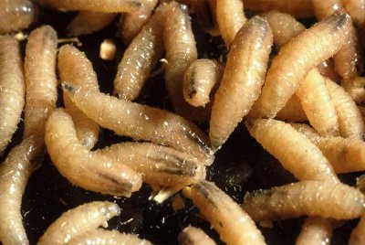 Jabatan Kesihatan dan Perkhidmatan Manusia (HHS) Amerika Syarikat (AS) mengesahkan kes pertama jangkitan parasit pemakan daging pada manusia di negara itu.