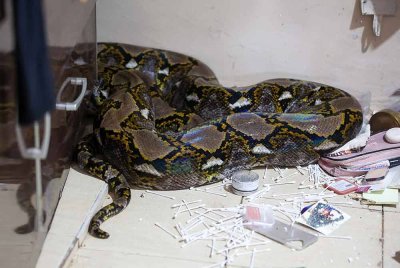 Anggota Angkatan Pertahanan Awam (APM) Pahang menjalankan operasi menangkap seekor ular sawa seberat lebih 80 kilogram (kg) yang terjatuh daripada siling bilik di sebuah rumah di Kampung Kempadang hari ini. Foto Bernama