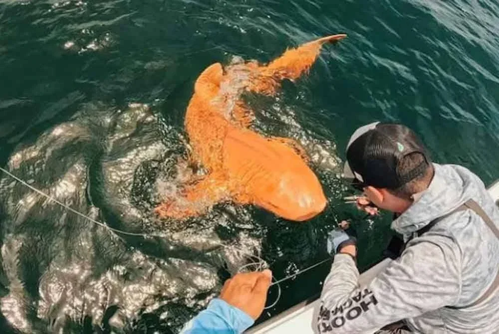 Penemuan luar biasa berhampiran Taman Negara Tortuguero di Costa Rica pada tahun lalu. Foto Agensi