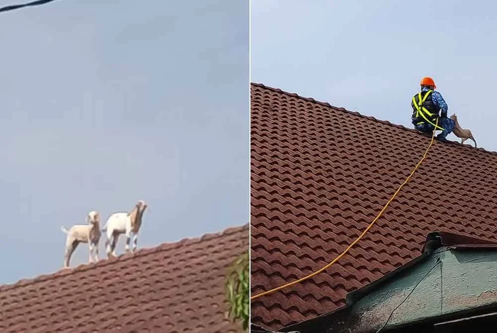 Dua ekor kambing terperangkap di atas bumbung sebuah banglo di Kampung Kubang Kacang, Kota Bharu pada Khamis. Foto: APM Kota Bharu