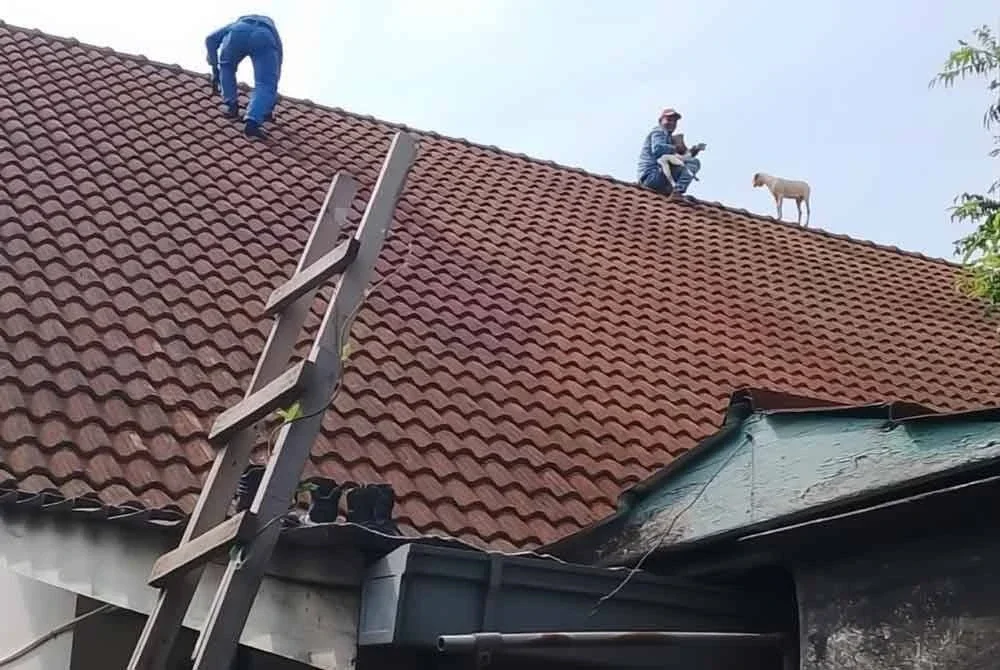 Anggota APM terpaksa memanjat bumbung rumah berkenaan sebelum menyerahkan kambing itu kepada pemiliknya.
Foto: APM Kota Bharu