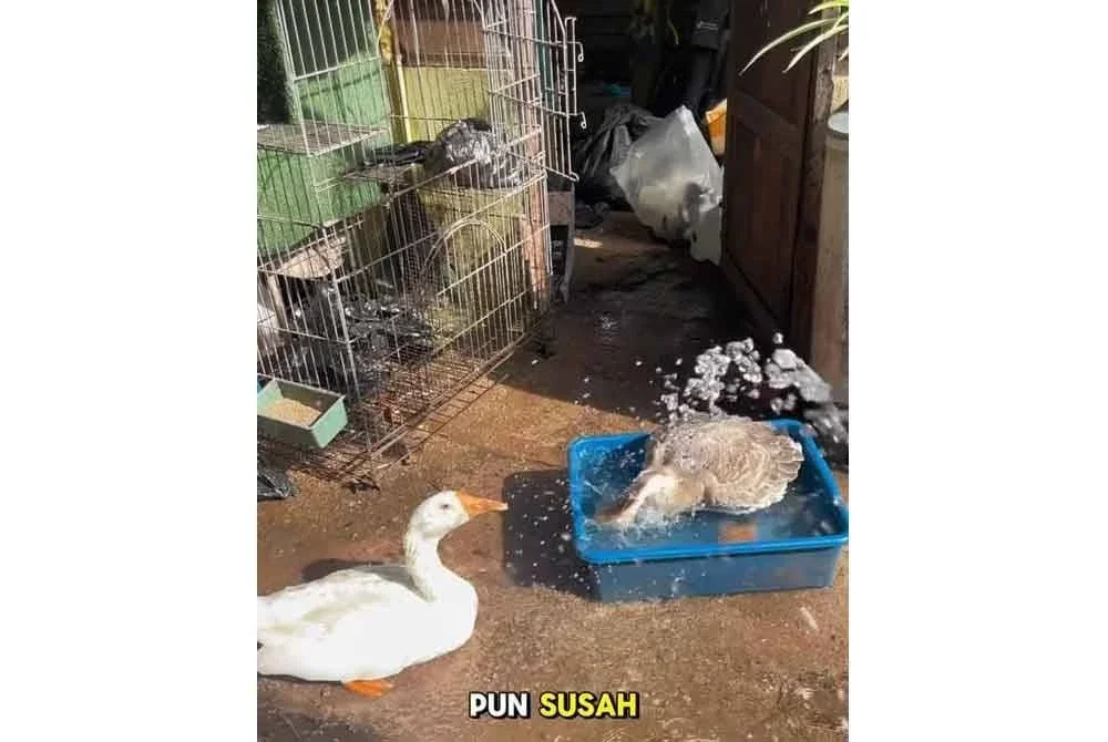 Pemuda terbabit memandikan Hashim (kiri) dan Kamsiah.