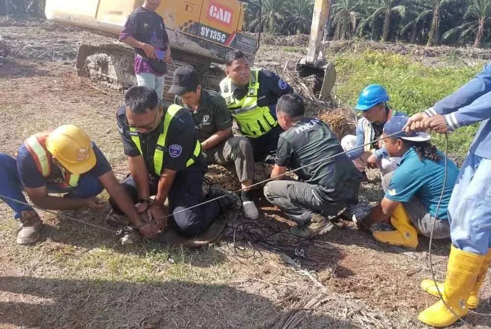Buaya dianggarkan seberat lebih 100 kg berjaya ditangkap oleh anggota Perhilitan dibantu pekerja ladang.