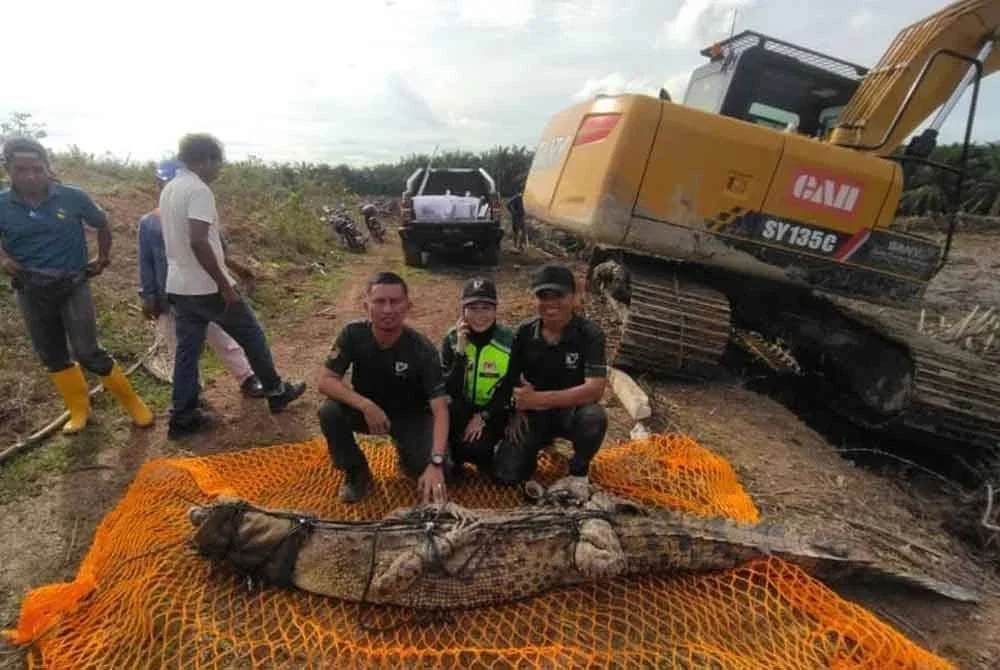Buaya dianggarkan seberat lebih 100 kg berjaya ditangkap oleh anggota Perhilitan dibantu pekerja ladang.