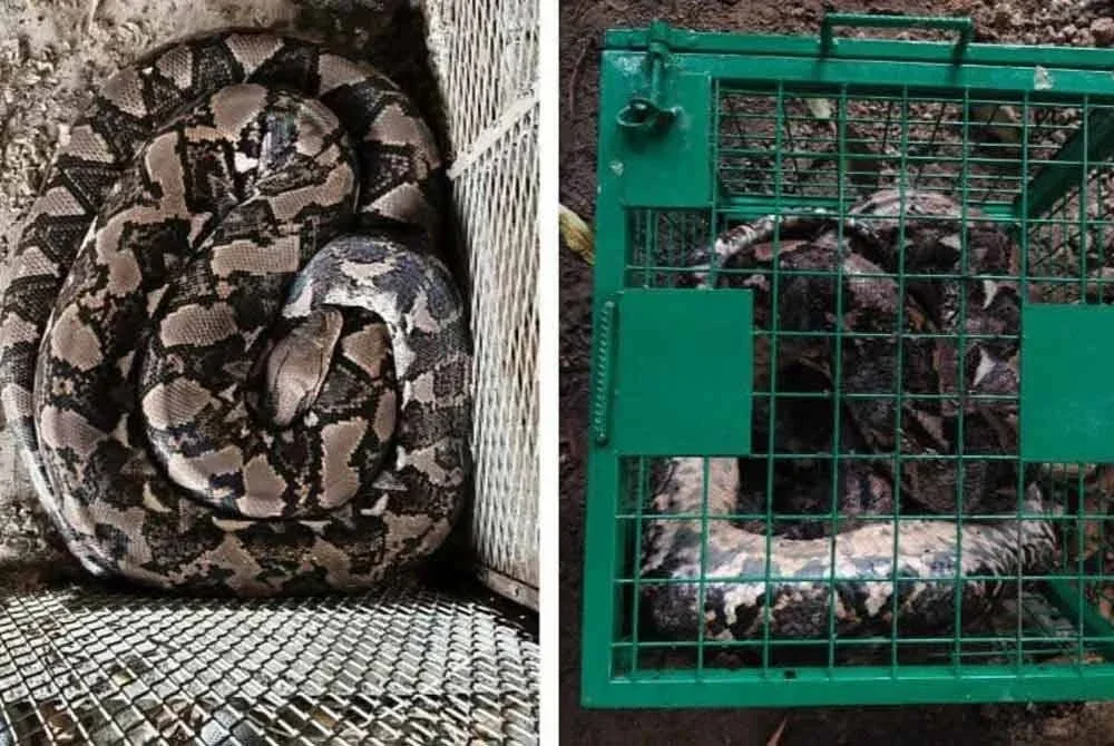 Seekor ular sawa batik dirampas menerusi OBK di sebuah premis di Kampung Bukit Cherakah pada Khamis.