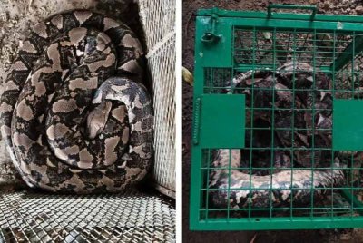 Seekor ular sawa batik dirampas menerusi OBK di sebuah premis di Kampung Bukit Cherakah pada Khamis.